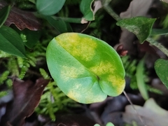 Phyllosiphon arisari