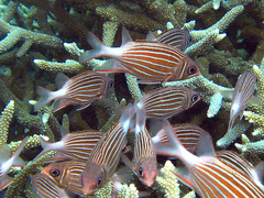 Sargocentron diadema