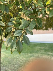 Ulmus parvifolia