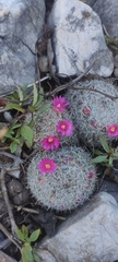 Mammillaria haageana
