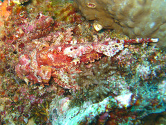 Scorpaenopsis
