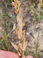 Eragrostis capensis