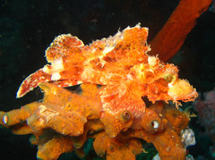 Scorpaenopsis