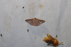 Banisia