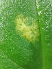 Phyllosiphon arisari