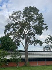 Erythrina ulei