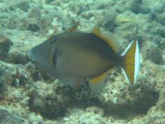 Sufflamen chrysopterum