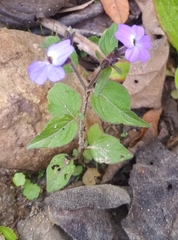 Browallia americana