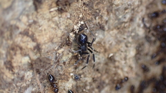 Liophrurillus flavitarsis