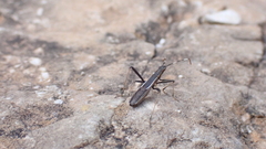 Micrelytra fossularum