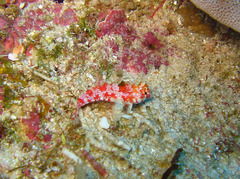 Synchiropus stellatus