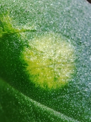 Phyllosiphon arisari