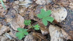 Potentilla thuringiaca