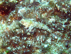 Synchiropus stellatus