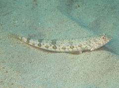 Synodus dermatogenys