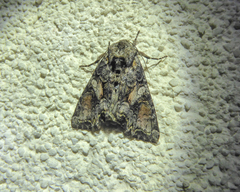 Lacanobia contigua