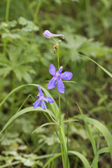 Delphinium nuttallianum
