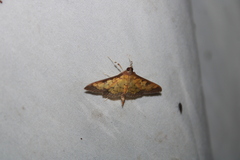 Diacme elealis