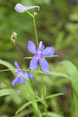 Delphinium nuttallianum