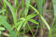 Delphinium nuttallianum