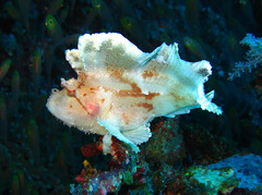 Taenianotus triacanthus