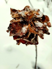 Rabdophaga rosaria