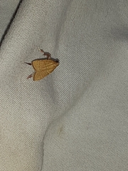 Parachma ochracealis
