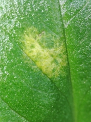 Phyllosiphon arisari