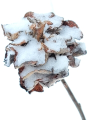Rabdophaga rosaria