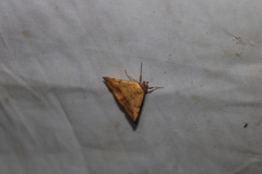 Hemeroplanis scopulepes