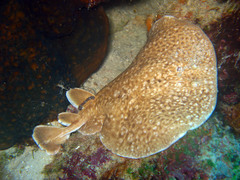 Marbled Electric Eel photo 3