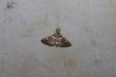 Diaphantania impulsalis