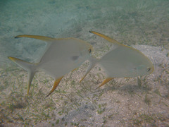 Trachinotus blochii