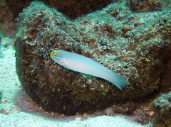 Valenciennea strigata