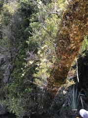 Dendrobium cunninghamii