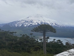 Araucaria araucana