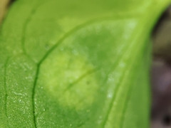 Phyllosiphon arisari