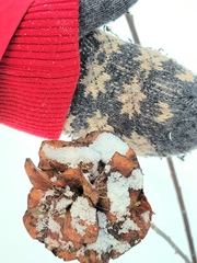 Rabdophaga rosaria