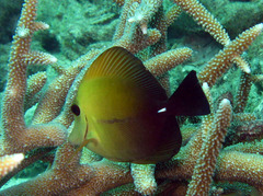 Zebrasoma scopas