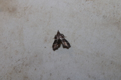 Penthesilea difficilis