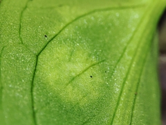 Phyllosiphon arisari