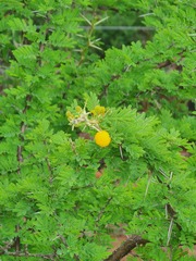 Vachellia nilotica