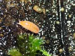 Trichoniscoides machadoi