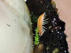 Trichoniscoides machadoi