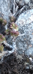 Sedum liebmannianum