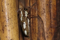 Prosopocera murrea