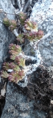 Sedum liebmannianum