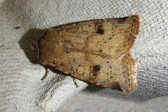 Cerastis faceta