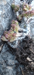 Sedum liebmannianum