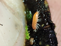 Trichoniscoides machadoi